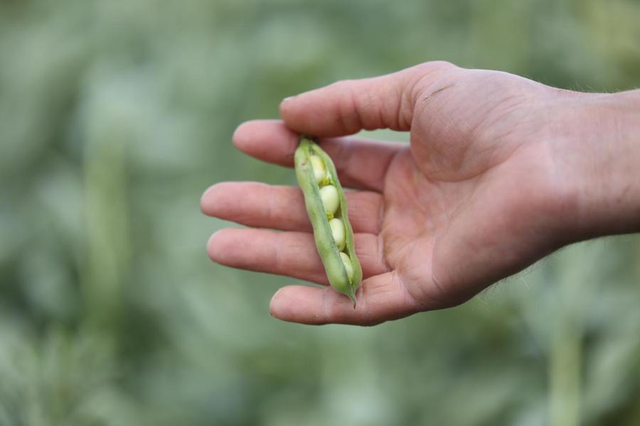 Vorig jaar haalde Van Melick 5,5 ton zomerveldbonen per hectare van het land, dit jaar hoopt hij dit op te hogen naar 8 ton per hectare