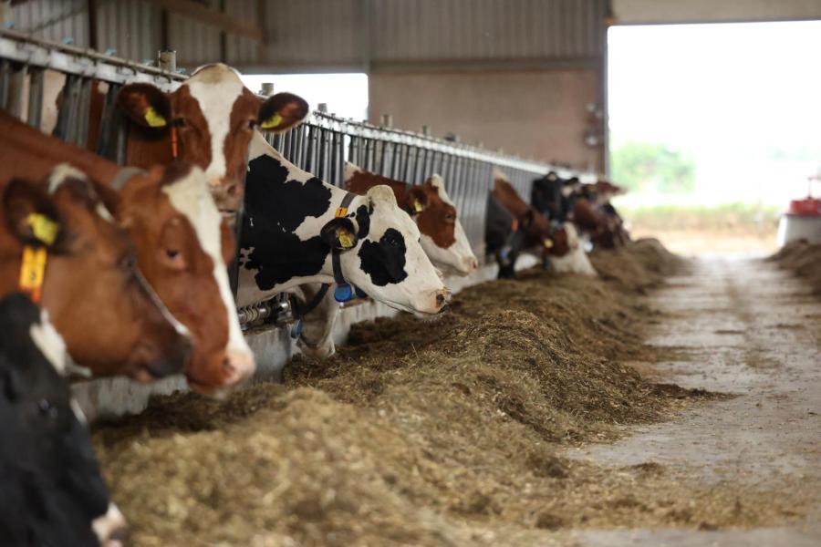 Om de ammoniak- en methaanemissies te verlagen, voert Van Melick verschillende aanpassingen door. Zo lag het ruw eiwit gehalte in het rantsoen in 2020 op 164 gram en in het eerste halfjaar van dit jaar op 153 gram