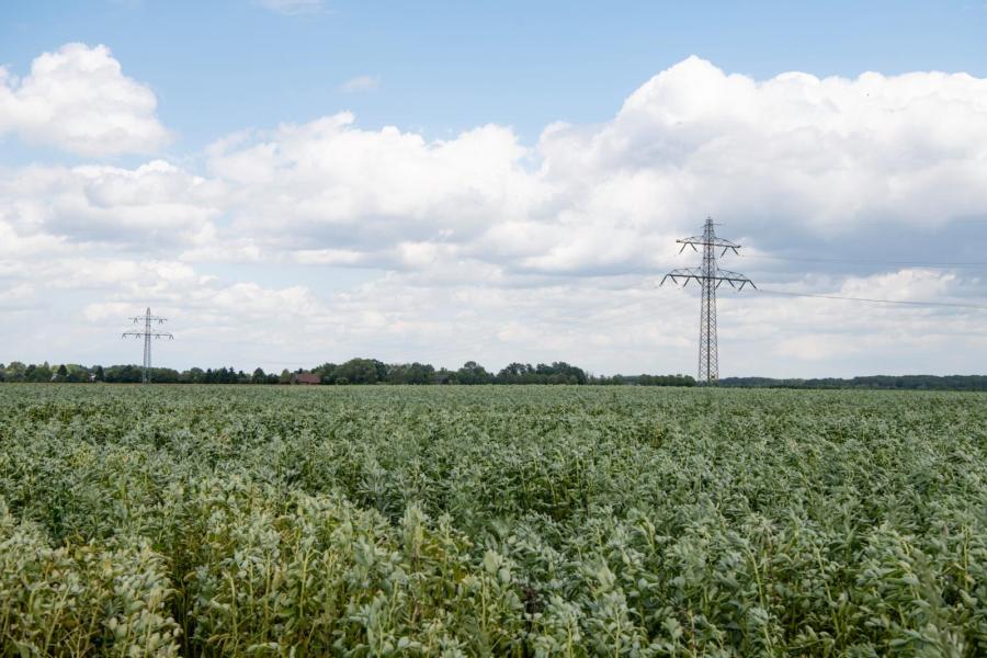 Voor het tweede jaar op rij zaait hij vijf hectare in met zomerveldbonen