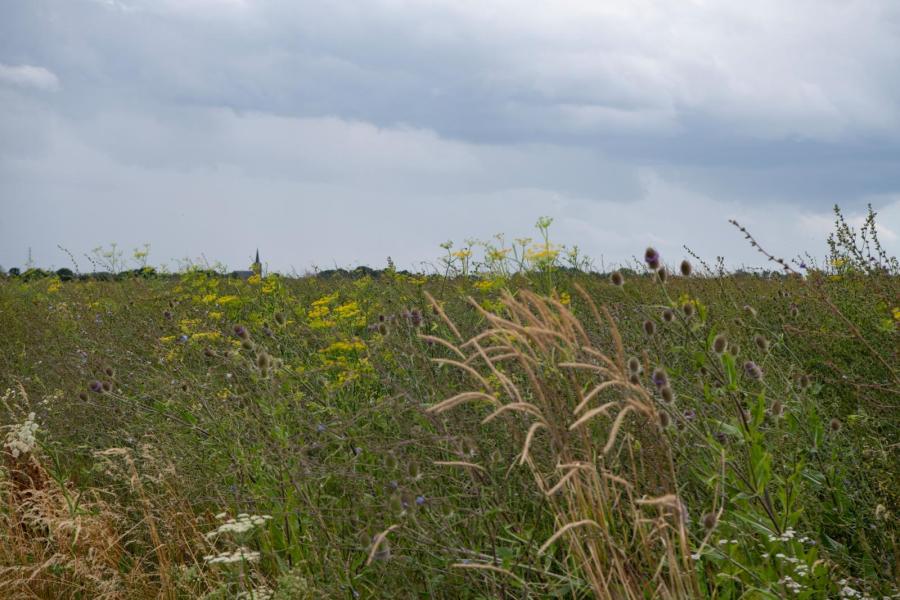 Sinds vier jaar doet Van Melick ook aan patrijzenbeheer. In totaal zaait hij anderhalve hectare akkerrand in met een patrijzenmengsel. Hierin kunnen de patrijzen zich verstoppen voor vossen. Ook bejaagt de veehouder samen met jagers vossen actief om te zorgen dat ze met de patrijs geen vossenvoer kweken