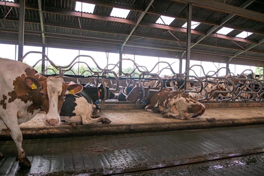 Hoewel door de dichte vloer diepstrooiselboxen goed passen in de stal, koos Van Melick met het oog op arbeid voor koematrassen