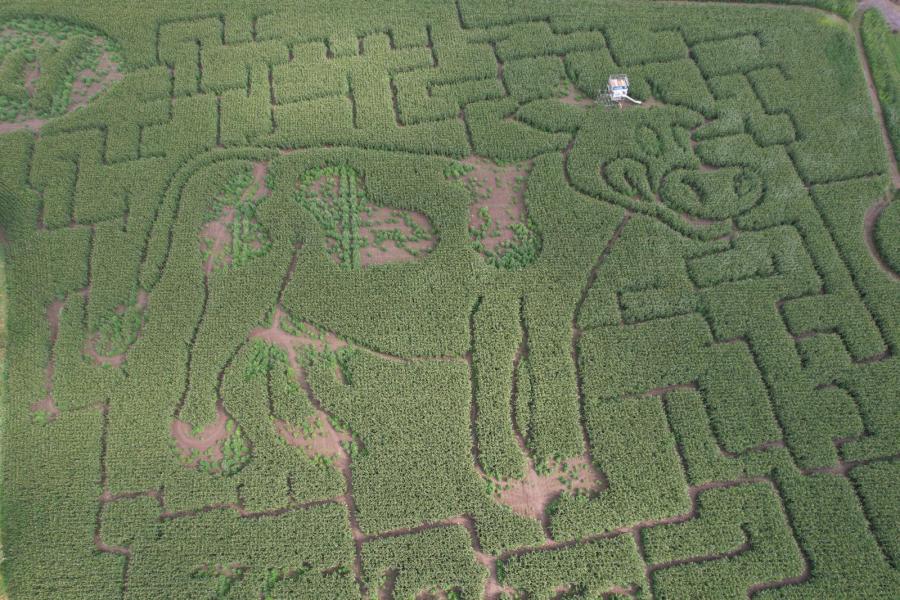 Het verbinden van de burger met de boerderij vonden de veehouders een mooie aanvulling. Als uitbreiding op de kinderfeestjes startten ze daarom drie jaar geleden met een 3,5 hectare groot maisdoolhof