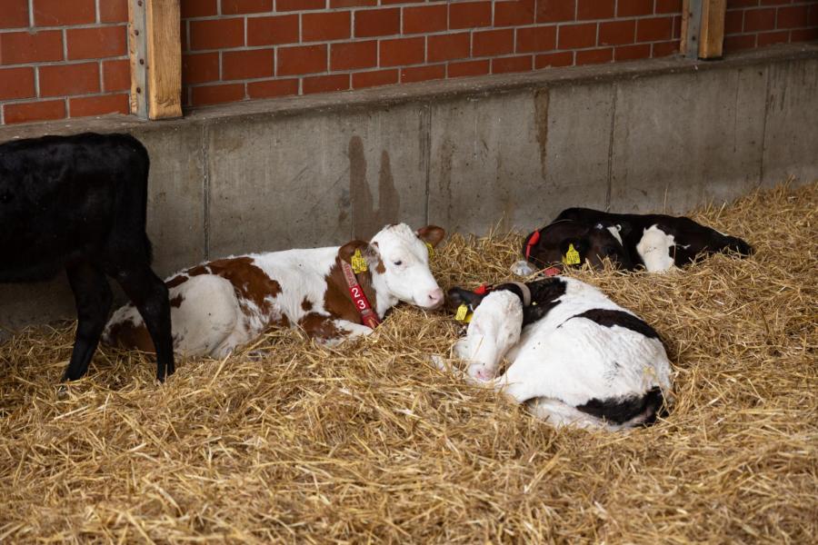 Diergezondheid is altijd al belangrijk geweest voor de familie Meilink. Vorig jaar deed de familie mee aan een diergezondheidswedstrijd van MSD. Van heel Duitsland en Oostenrijk werden de veehouders derde in de categorie vruchtbaarheid