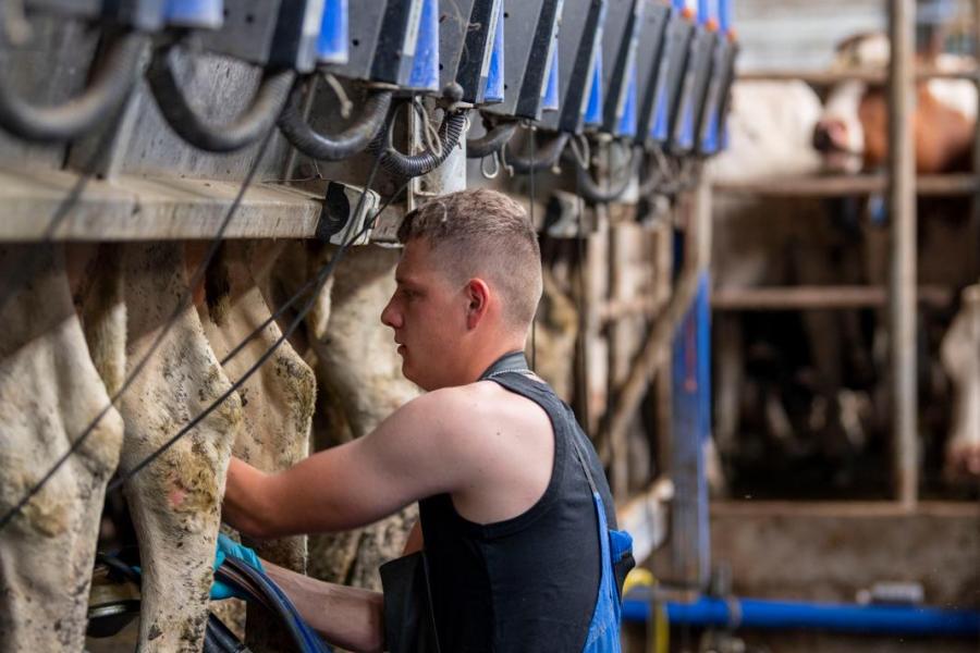 Door een melkschort, melkershandschoenen en -mouwtjes te dragen, hoef je je geen zorgen te maken dat je nat of vies wordt. Je kunt zo dicht mogelijk bij de koe staan, waardoor je minder ver hoeft te reiken en te leunen. Ook blijf je droog als het koud is, wat verkramping van spieren tegenhoudt