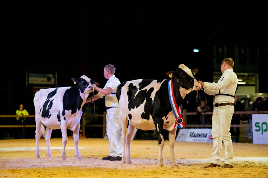 Het reservekampioenschap van de oudere dieren ging naar Jones Knowlesmere B Prosecco van Hullcrest en mts Steegink-van den Berg