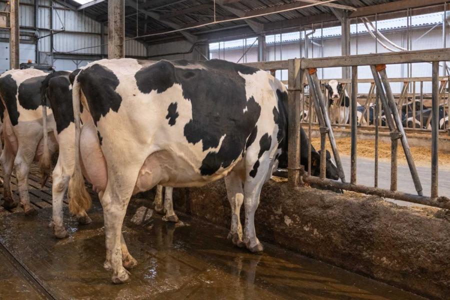 Coninka (v. Comingo) werd dit jaar in haar derde lactatie excellent gekeurd