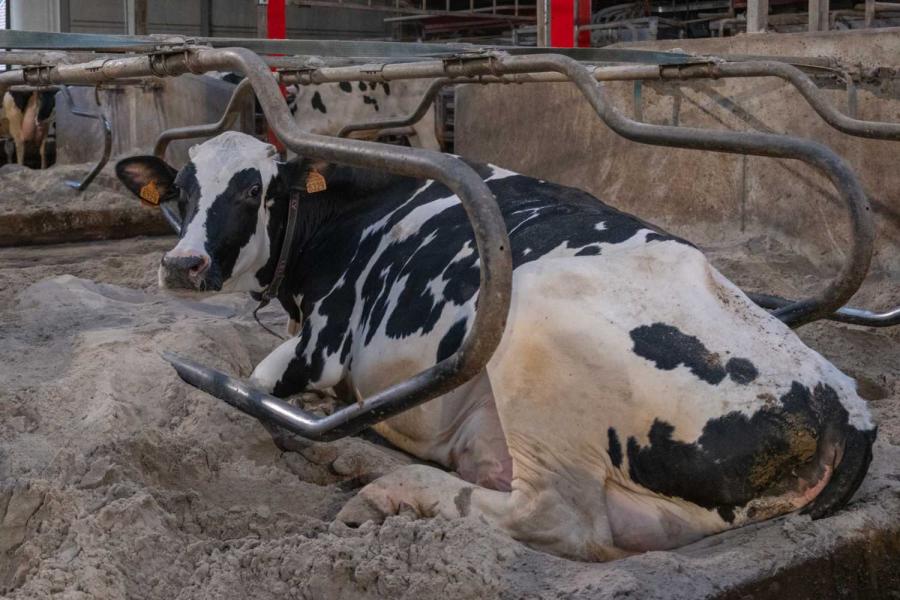 Omdat de familie koecomfort belangrijk vindt, koos ze voor zandligboxen