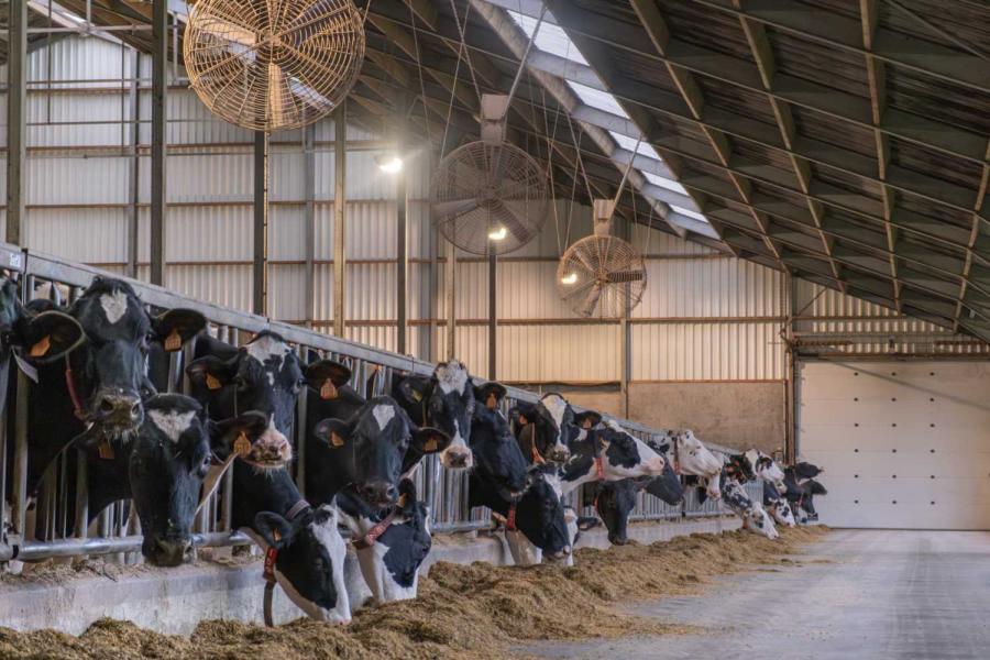 Het basisrantsoen bestaat uit 32 kg mais, 8 kg graskuil, 3 kg bierbostel, 5 kg proficorn, 0,5 kg graszaadhooi, 2 kg eiwit op maat gemaakt, mineralen en zout