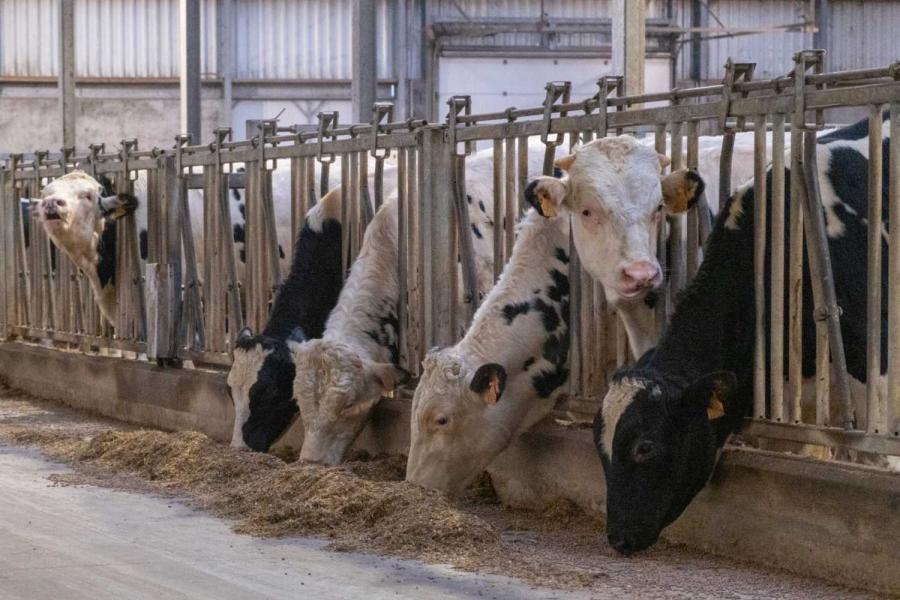 De stieren worden op eenjarige leeftijd verkocht