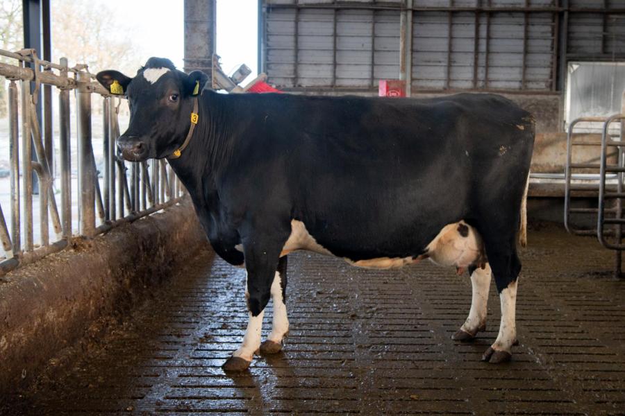 Qua fokkerij houdt de melkveehouder al ruim 20 jaar hetzelfde doel aan, aan de hand van het aAa-systeem. Gebalanceerde koeien, niet te groot  Een van de koeien die het goed doet is een vijfdekalfs Mascol x Surefire met 85.000 liter 