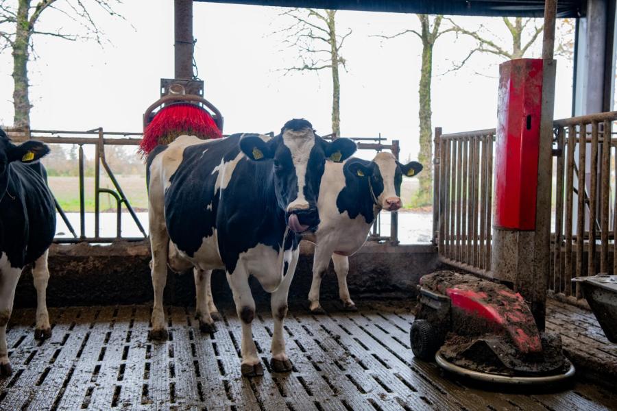 Koecomfort is belangrijk om koeien lang mee te laten gaan