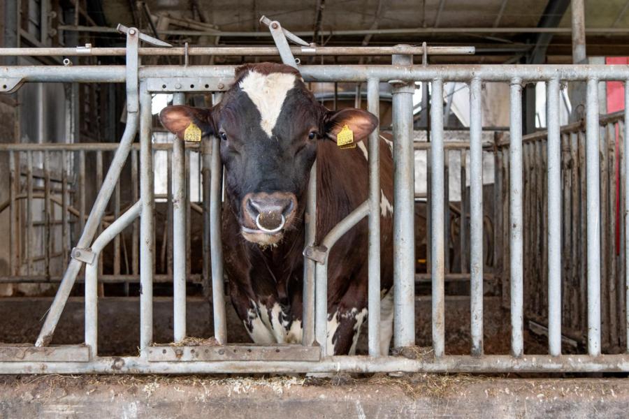 Ook houdt de melkveehouder stieren aan om zelf mee te fokken. Deze stier is een ander verhaal: de GGI-stier Andauer (Andy x Sakai x Malki) staat sinds een jaar op het bedrijf nadat deze als fokclubstier werd ingezet. Tot de fokwaarden van de dochters bekend zijn, mag hij af en toe in De Glind aan het werk