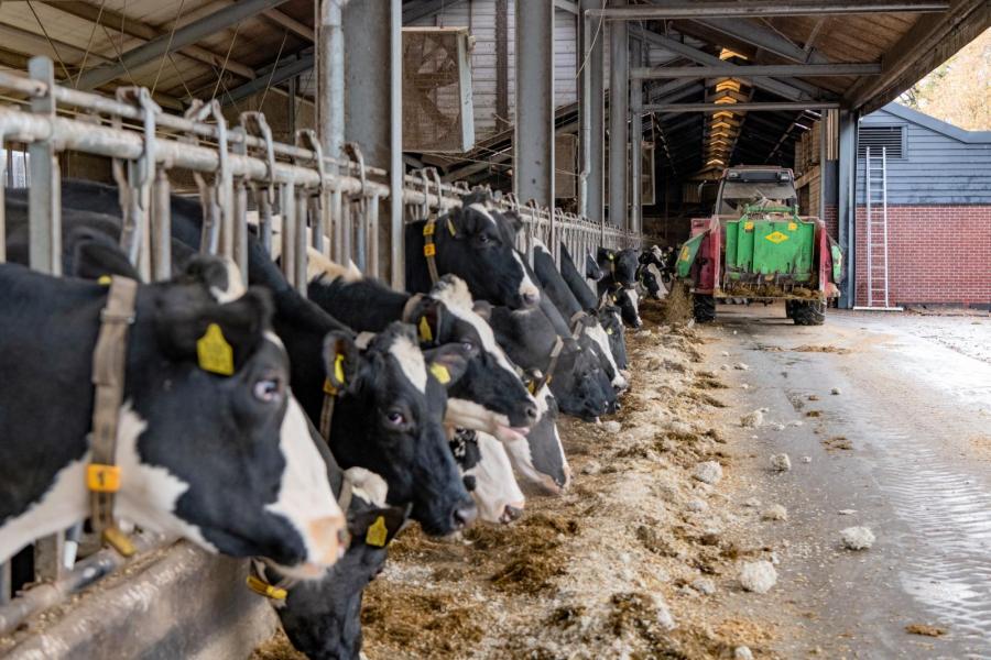 De melkkoeien worden zes keer per dag gevoerd, goed voor een rollend jaargemiddelde van 11.000 kg melk met 4,40% vet en 3,60% eiwit