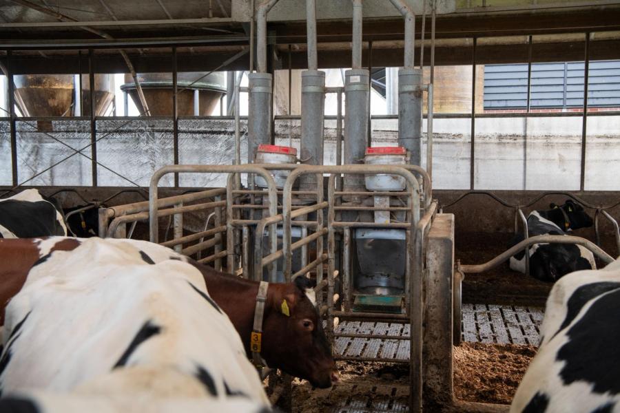 Naast het rantsoen kunnen de koeien naar de krachtvoerbox. De tonnen bovenop verstrekken propyleen aan de verse koeien, een extraatje om de problemen na afkalven voor te zijn