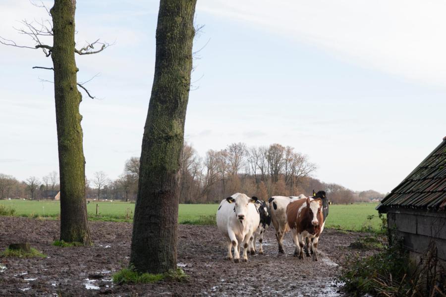 De droge koeien hebben altijd de mogelijkheid om naar buiten te gaan. In de zomer liggen ze altijd buiten, in het najaar strekken ze graag hun poten