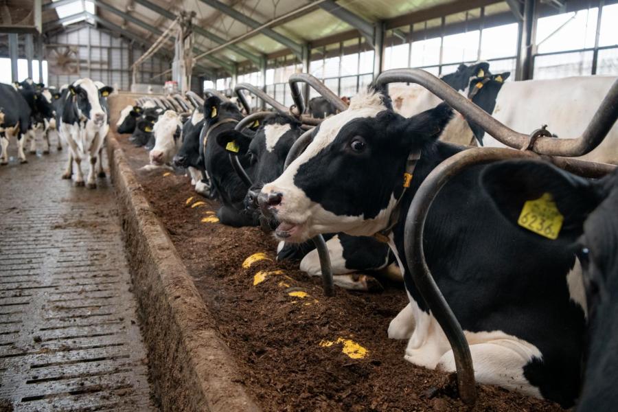 Voor koecomfort zijn de diepstrooiselboxen een must volgens Van Zijtveld. Deze zijn gevuld met gedroogde paardenmest