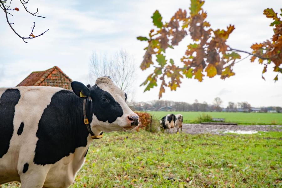 Goed zorgen voor de droge koeien is volgens Van Zijtveld een van de vereisten om oude koeien te kunnen fokken