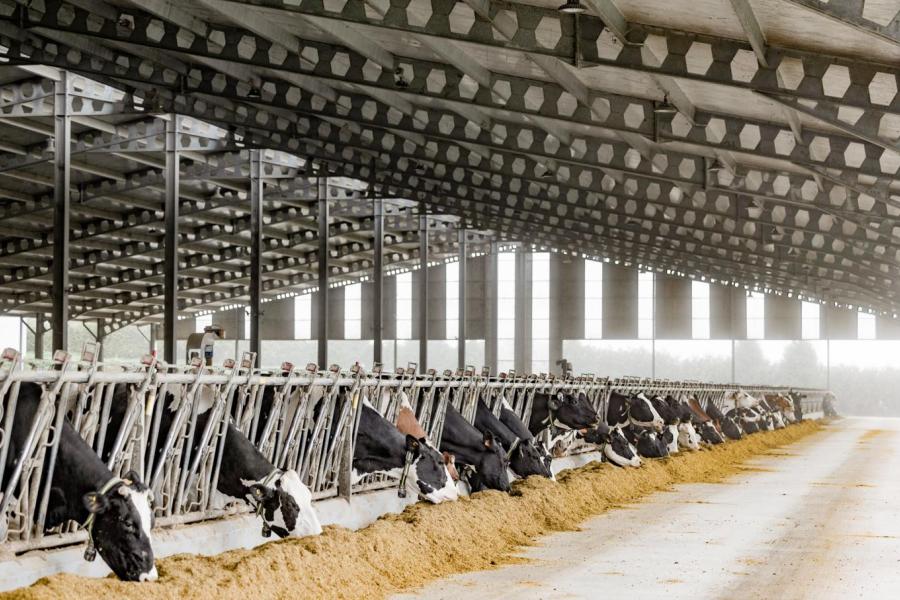 De zes jaar oude stal is met een hoge nok en isolerend dakmateriaal zo gebouwd dat het in de stal altijd vijf graden kouder is dan erbuiten