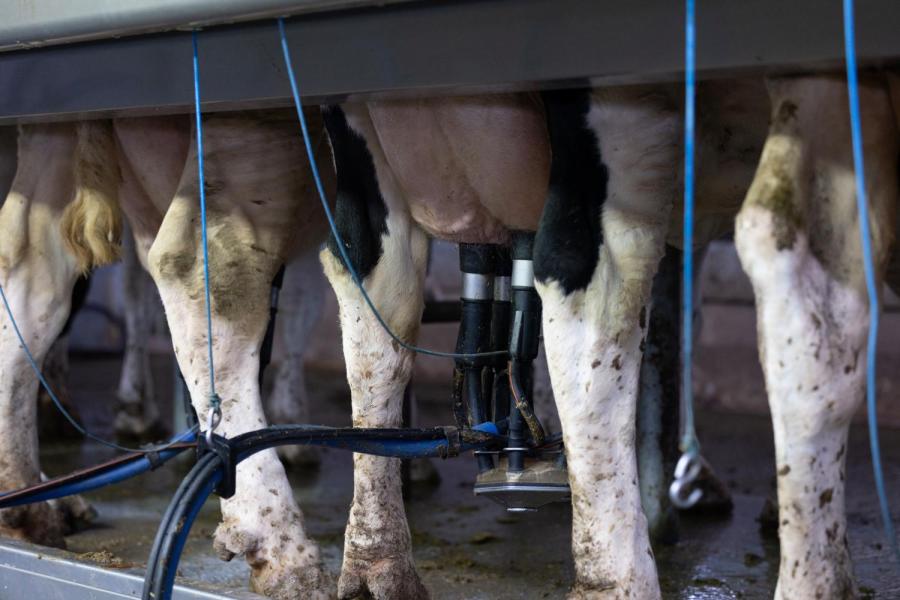 Door vaker te gaan melken is de melkproductie gestegen van 32 naar 44 liter per dag. De gehalten van de melk zijn gezakt van 3,75 naar 3,45 procent eiwit en van 4,80 naar 3,80 procent vet. De melk wordt dagelijks opgehaald.