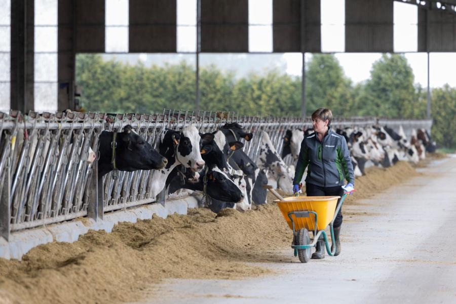 Het rantsoen bestaat voornamelijk uit mais (30 kg) en wordt aangevuld met een beetje graskuil (9 kg), krachtvoer (10 kg) en koolzaad (6 kg)