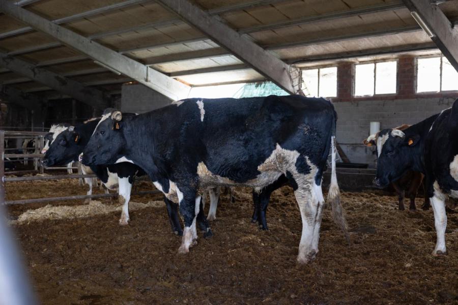 In een verderop gelegen stal, waar ook de aangekochte pinken gehuisvest zijn, staan een tiental holsteinstieren die worden aangehouden. Een zo’n stier levert bijna 900 euro op en wordt verkocht als ‘chuleton’, een populaire en dure steak in Spanje