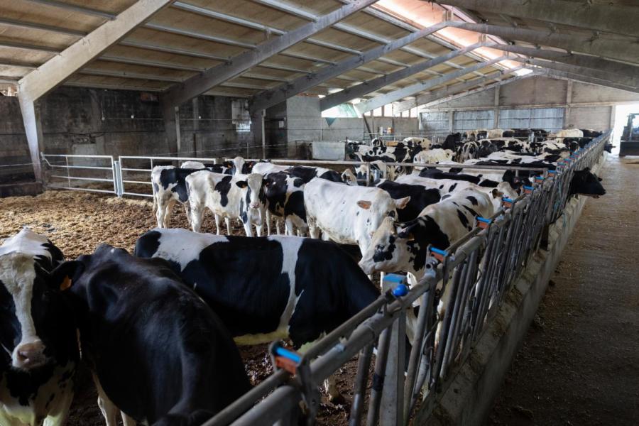 Er staan al veel drachtige pinken klaar om te verhuizen naar het nieuwe bedrijf. Er zijn in de buurt veel stoppende bedrijven, waardoor het niet moeilijk is om goed fokvee te vinden