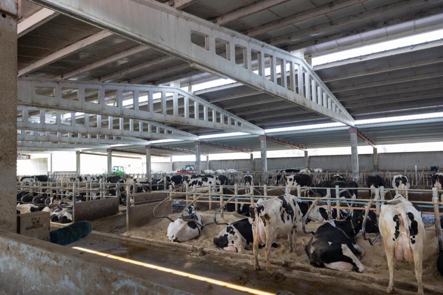 Op een van de andere locaties, die ruim opgezet is met zand in de boxen, worden 150 koeien gemolken