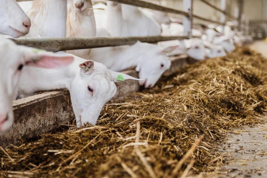 Groeneveld melkt op twee locaties 3000 geiten met een gemiddelde productie van ongeveer 1300 kilo melk per geit per jaar