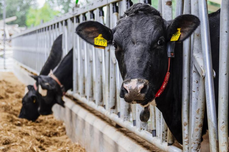 Er staan ook droge koeien in de oude ligboxenstal