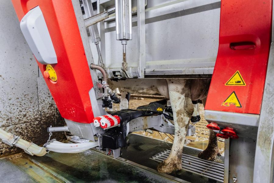 De koeien worden met robots gemolken. De opstart verliep vlekkeloos omdat de koeien al gewend waren aan een melkrobot. De melkproductie bij de laatste mpr lag op 35,5 kg melk per koe per dag met 3,52% eiwit