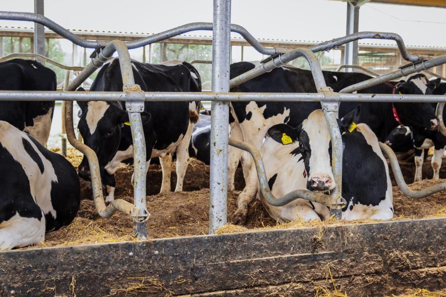 De koeien liggen in diepstrooiselboxen met kalk, stro, water als bedding