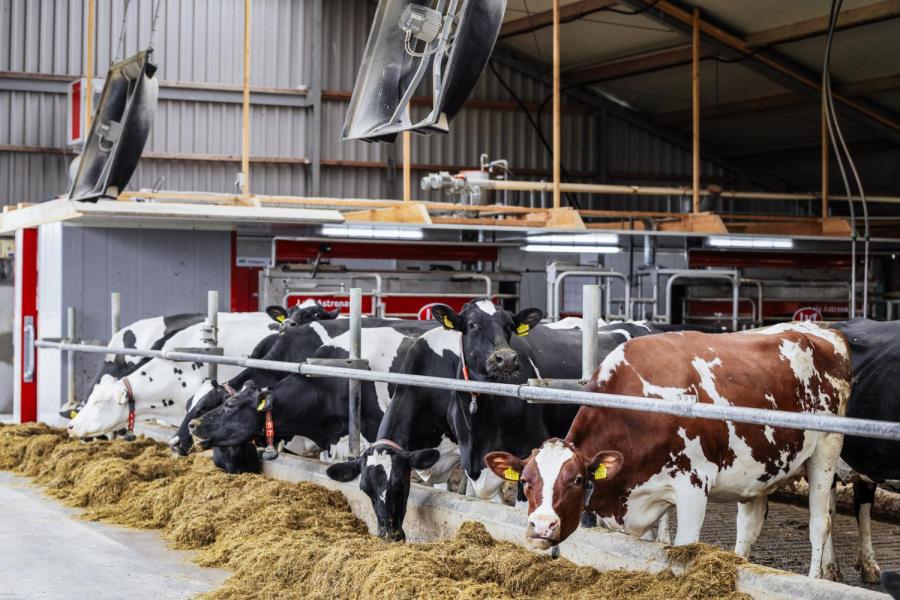 Groeneveld is tevreden met de veestapel die hij overnam van John Verhoeven uit Liessel. Samen met Corné van de Ven van CRV zocht hij de dieren uit