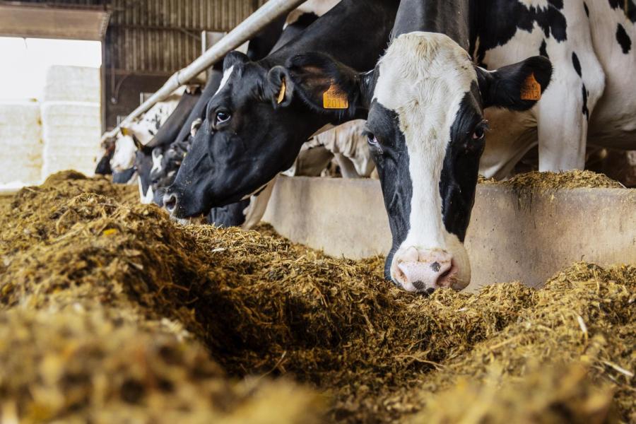 Om rantsoenwisselingen te voorkomen krijgen de koeien op de twee melklocaties hetzelfde rantsoen