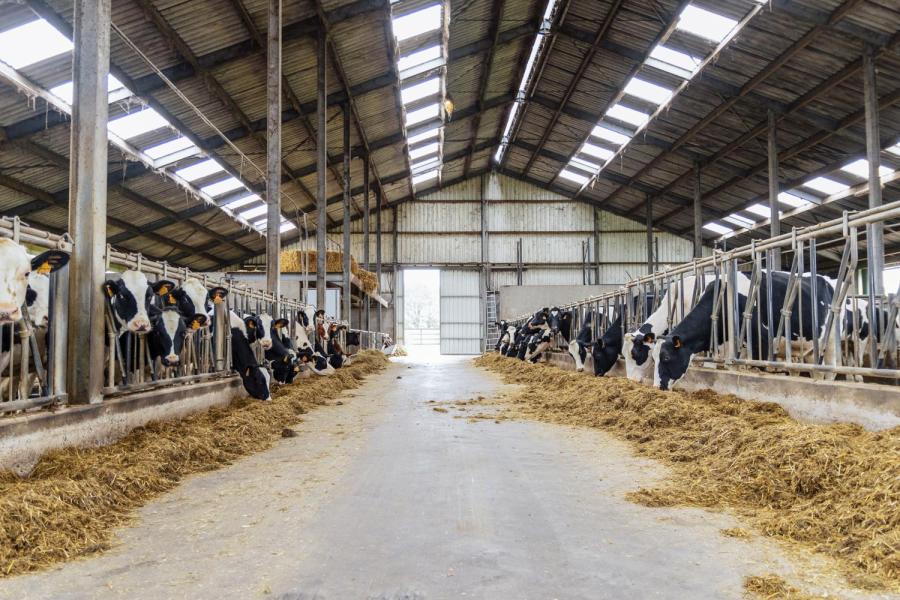 Zijn tweede melklocatie huurt Dams van een boer die recent met pensioen ging