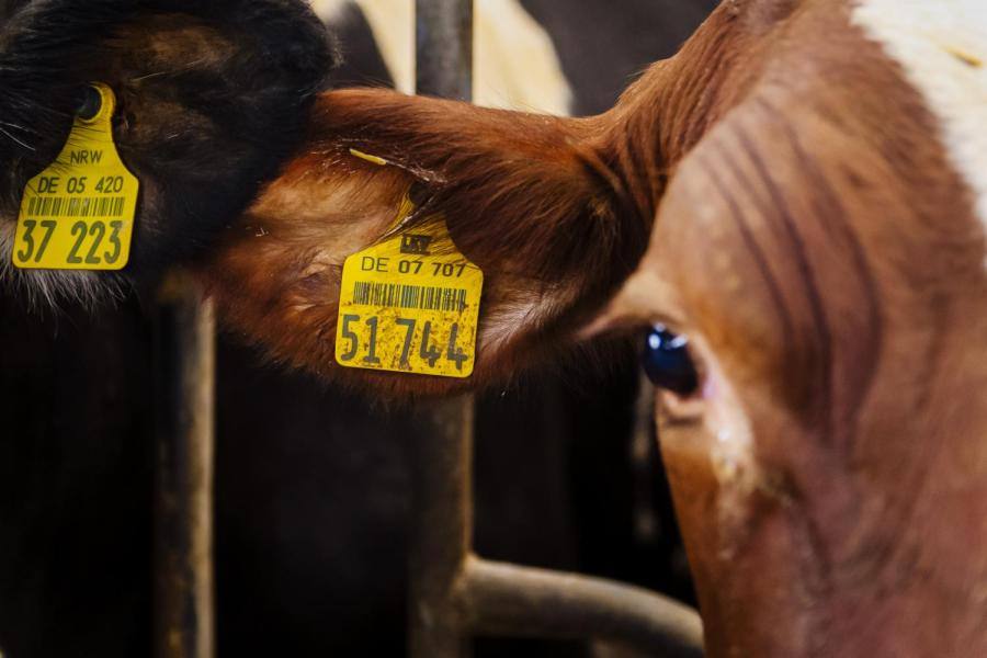 Een groot deel van de veestapel werd gekocht in Duitsland