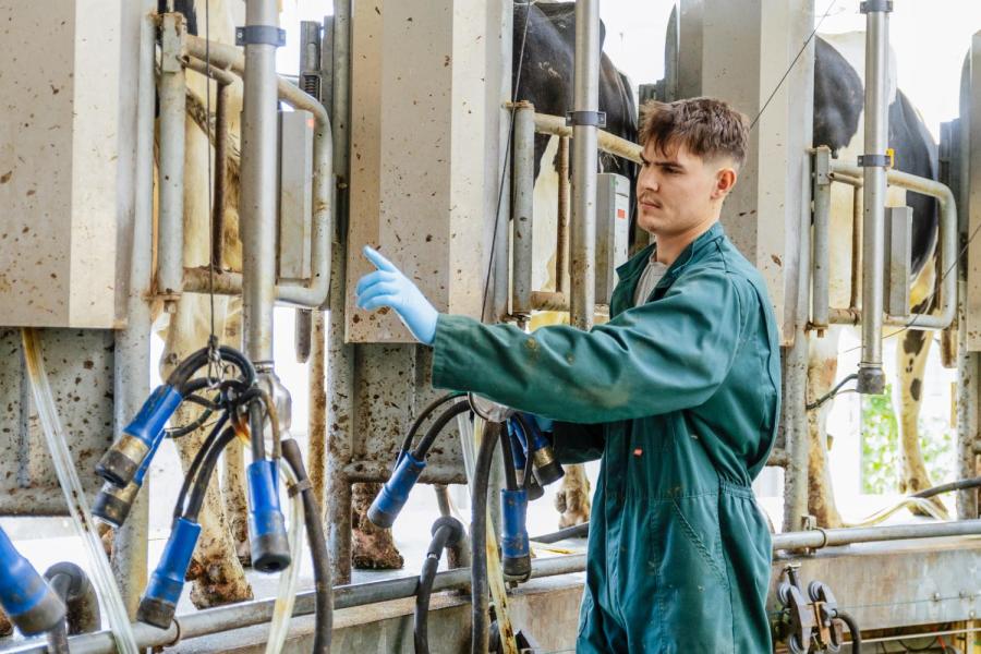 Drie Roemeense werknemers en acht jongeren uit de buurt melken op het bedrijf