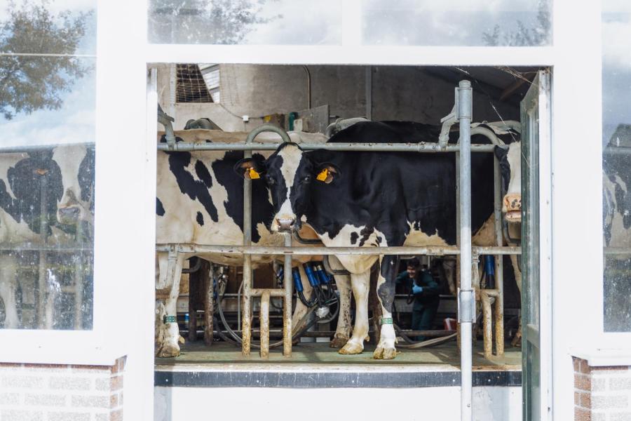 Dams is tevreden met zijn melkcarrousel in Hoogstraten, een 28-stands binnenmelker