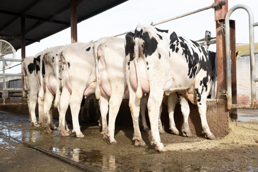 Sáez Ruiz is ook distributeur van CRV-genetica in zijn regio in Spanje. Zelf gebruikt hij de producten ook. Er zijn maar liefst 200 Louis P-dochters op het bedrijf, waarvan er hier zes vaarzen op de foto staan