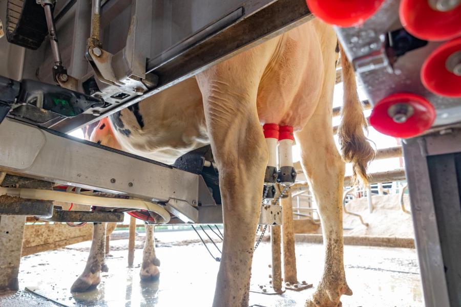 Per dag geven de koeien gemiddeld 44 liter melk met 3,75 procent vet en 3,42 procent eiwit