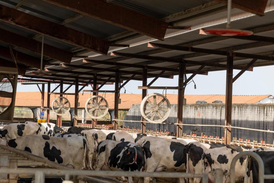 Ventilatoren zijn geen overbodige luxe in de stallen. Met zomertemperaturen die oplopen tot ruim 40 graden hebben de koeien elke zomer een dip in de melkproductie en vruchtbaarheid