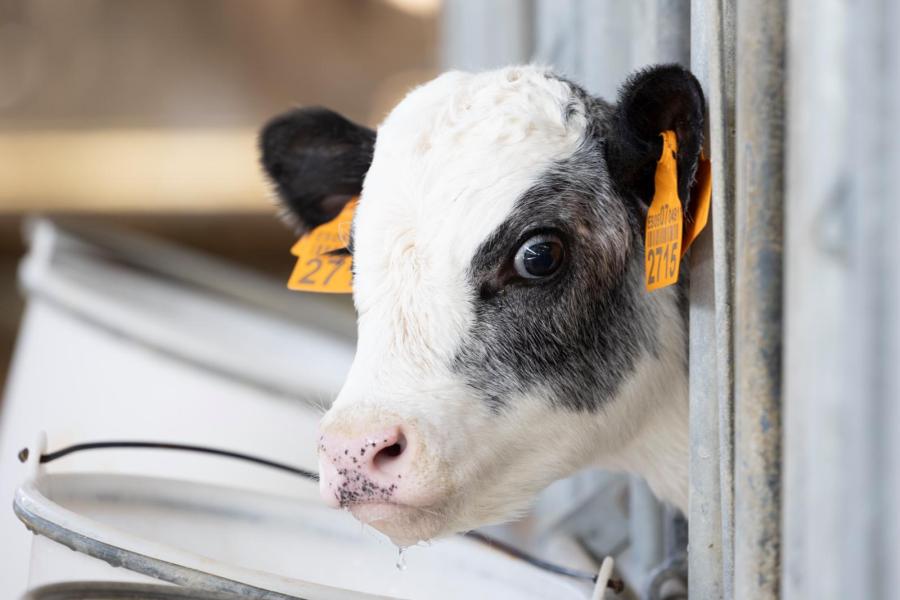 Op pinken wordt een gesekste topstier gezet, maar na de eerste lactatie is het merendeel van de inseminaties belgisch witblauw. Die kalveren worden voor 220 tot 280 euro verkocht