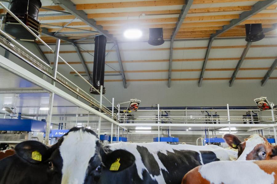 Een groot aantal ventilatoren zorgen voor een prettig klimaat voor de koeien in de wachtruimte