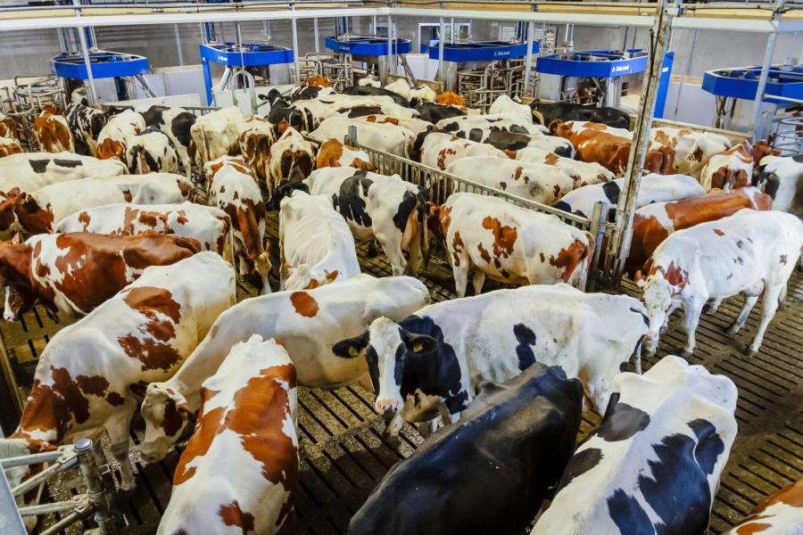 Het bedrijf van de gebroeders Loonen is een van de eerste in Nederland dat werkt met batchmelken