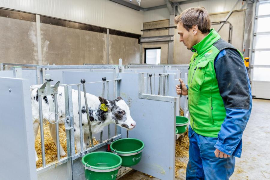 De veehouders gebruiken gesekst sperma op de pinken en insemineren een groot deel van de koeien met sperma van Belgisch witbauwstieren.