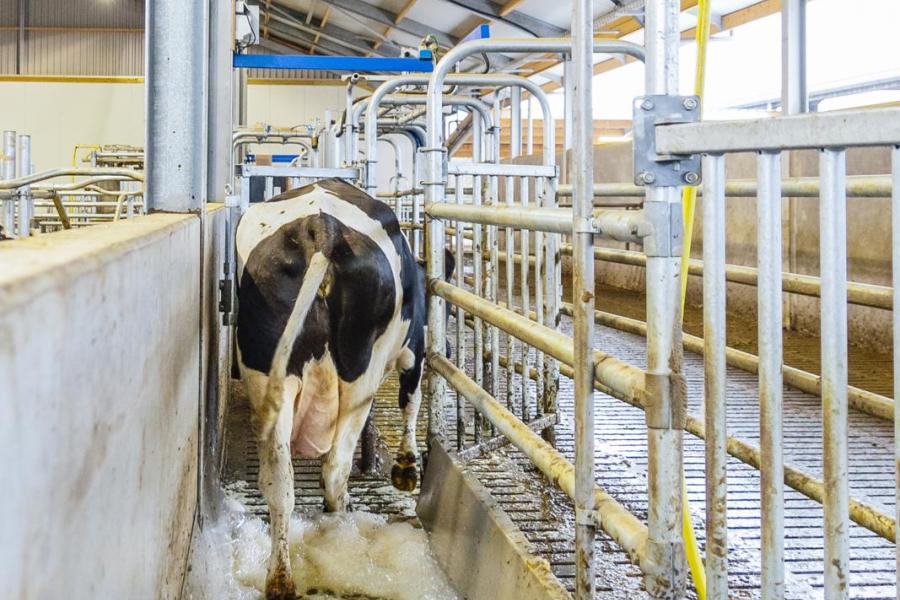 In de terugloopgang ligt een voetbad waar de koeien momenteel twee keer per week doorheen gaan. Tussen de groepen wordt het bad ververst. Ook de droge koeien maken wekelijks een rondje door dit voetbad