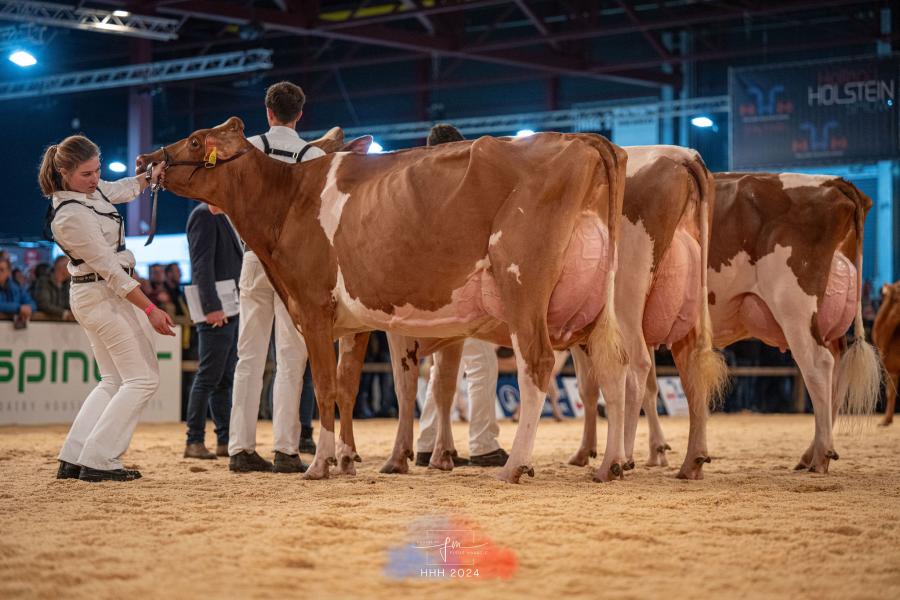 Brons voor HHZ O'Kitty (v. Achilles) van Hoftijzer Holsteins uit Zwartewaal in de middenklasse