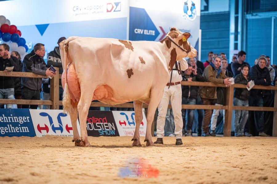 Batouwe Holsteins uit Ede schreef de eervolle vermelding bij de oudere koeien op naam met Batouwe Belladonna (v. Jordy)