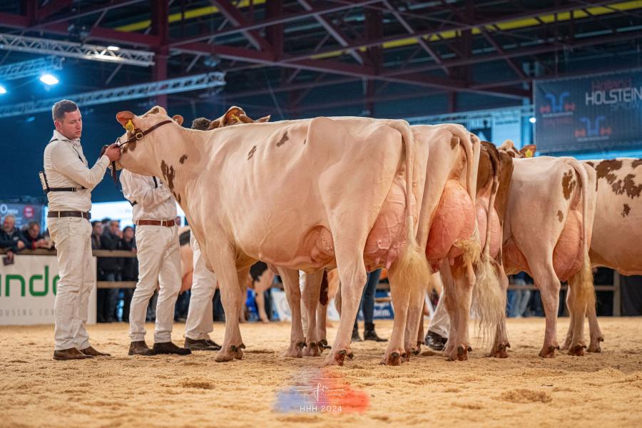 Jordydochter P.M. Elza 221 won voor de familie Pinkert de vierde individuele titel: reservekampioene bij de oudere koeien