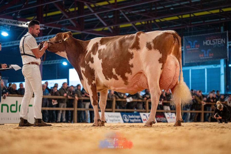 Jansje 703 (v. Jacot) van firma De Groot was de sterkste roodbonte op de HHH-show