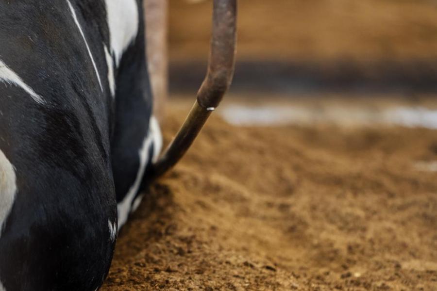 Gescheiden mest als boxstrooisel